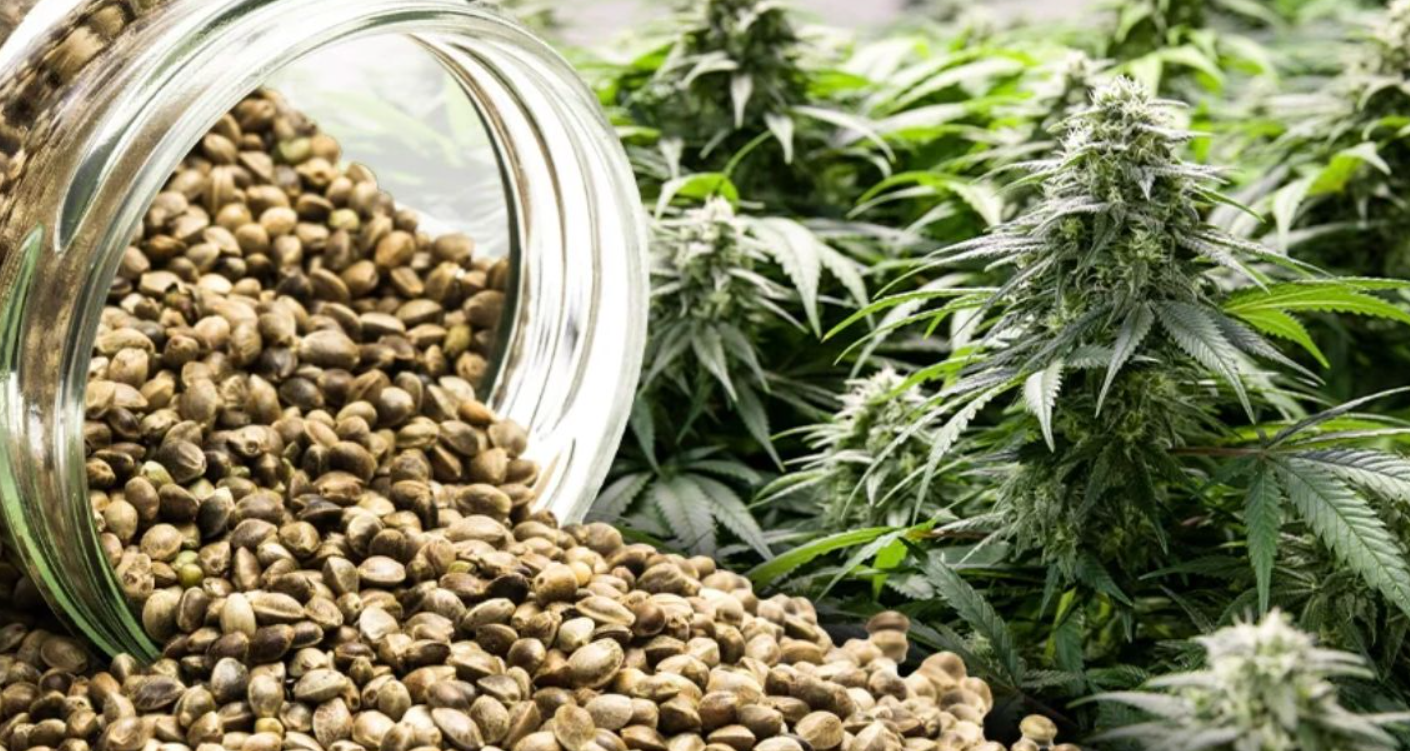 An artistic composition showing the different textures of a cannabis plant