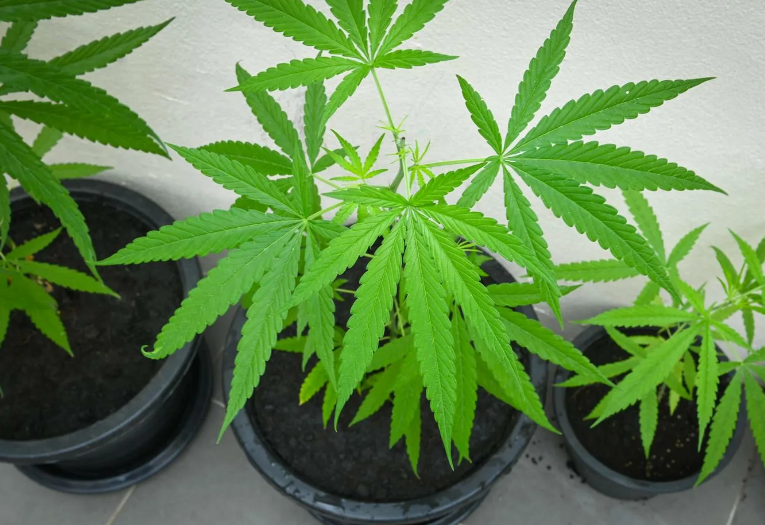 A visual guide to the ideal light spectrum for cannabis growth