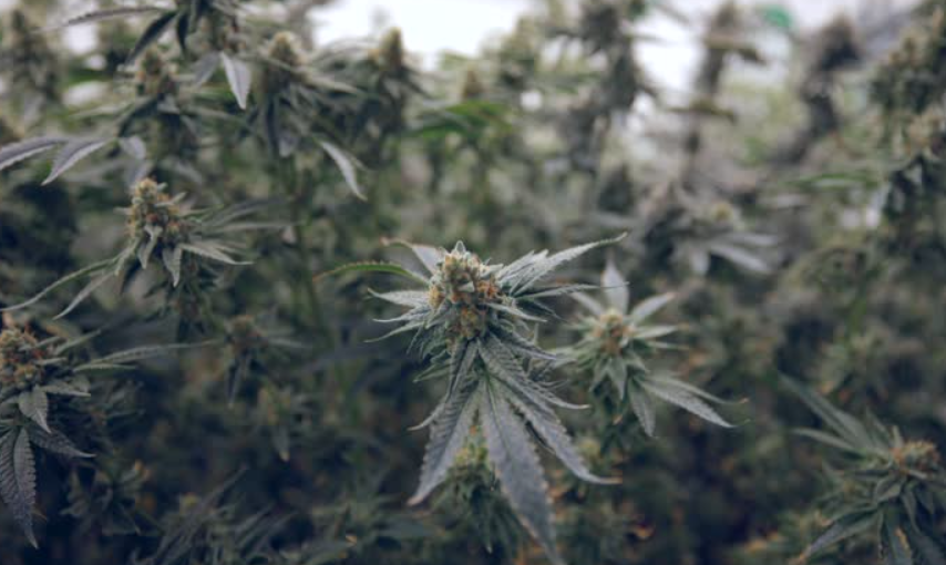 Detailed macro photography of trichomes glistening on mature cannabis flowers